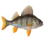 Perch Charters